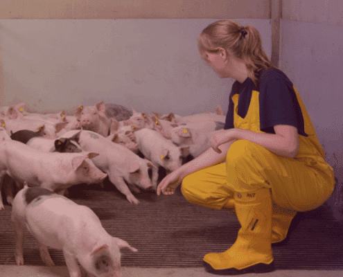 nieuwsbrief april varken