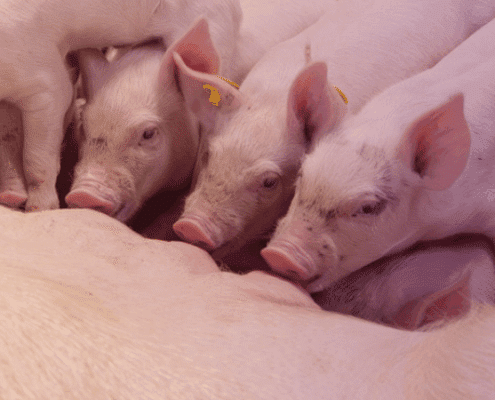 nieuwsbrief februari varken
