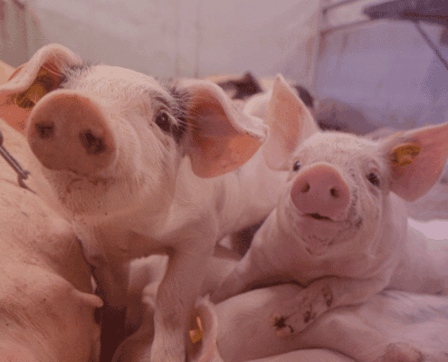 nieuwsbrief juni varken